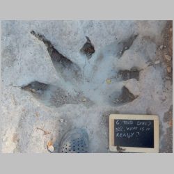 04-DSCN1385-six toed track.jpg